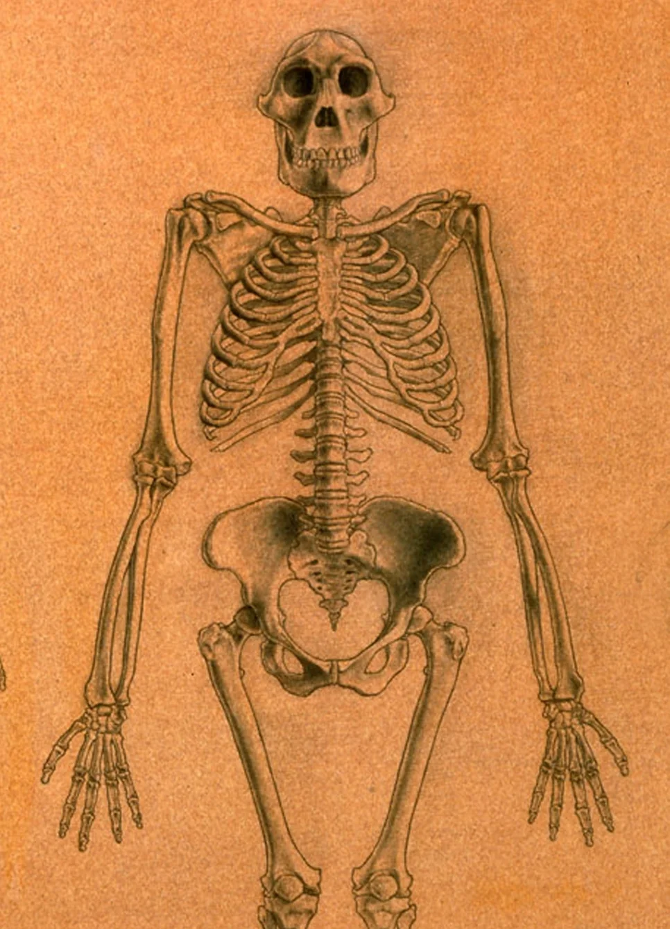 Australopithecus africanus — John Gurche Australopithecus africanus — John Gurche